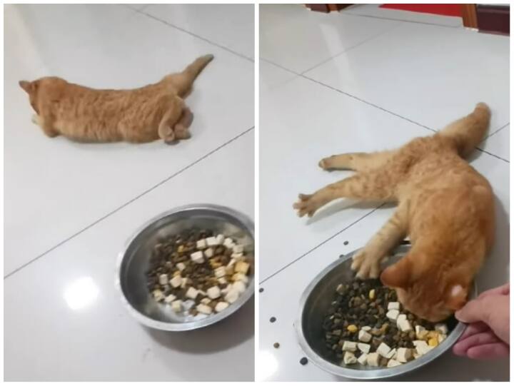 Video: खाने को देख खुशी से पागल हुई बेबी कैट, ये देख आपकी भी निकल पड़ेगी हंसी Baby Cat becomes uncontrollable after seeing food in viral video on social media Video: खाने को देख खुशी से पागल हुई बेबी कैट, ये देख आपकी भी निकल पड़ेगी हंसी