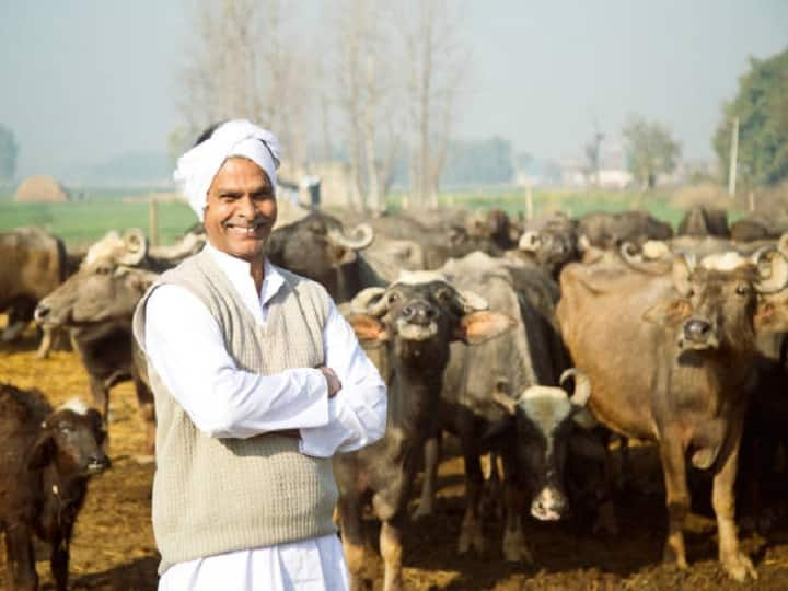 TOP Buffalo Breeds Provide Upto 30 liter milk per Day will bacame Beneficial for dairy business Dairy Farming: कुछ ही दिनों में चल पड़ेगा दूध का कारोबार, बेड़े में शामिल कर लें 30 लीटर दूध देने वाली 3 भैंस, होगी तगड़ी कमाई