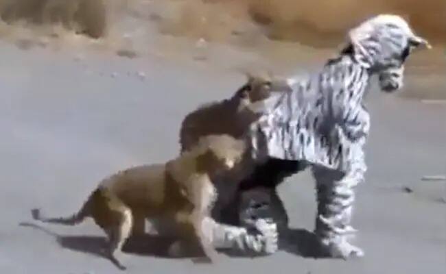 man who reached in jungle as a zebra but came in lioness radar video viral Viral Video: ਜ਼ੈਬਰਾ ਬਣ ਕੇ ਜੰਗਲ ਵਿੱਚ ਘੁੰਮ ਰਿਹਾ ਸੀ ਵਿਅਕਤੀ, ਅਚਾਨਕ ਸਾਹਮਣੇ ਆਈ ਸ਼ੇਰਨੀ ਨੇ ਲਿਆ ਰਾਡਾਰ ‘ਤੇ...