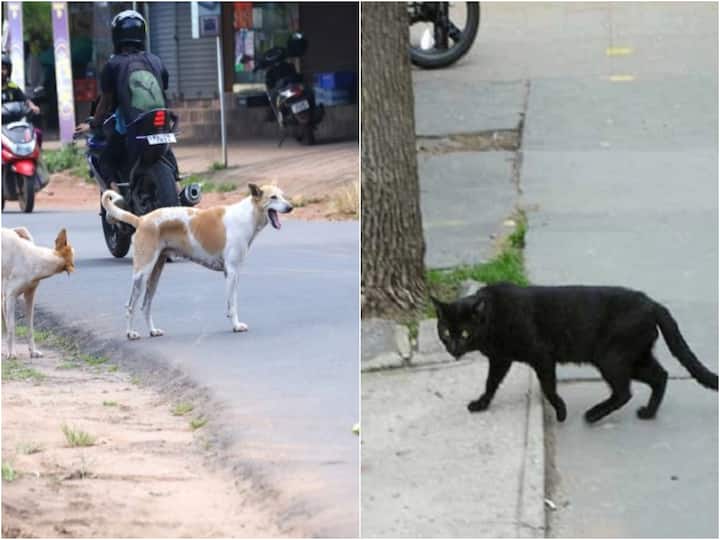 Kerala Woman Waiting For Anti-Rabies Shot After Cat Bite At Healthcare Centre Gets Bitten By Dog Kerala Dog Attack: పిల్లి కరిచిందని ఆసుపత్రికి వెళ్లిన యువతిపై కుక్క దాడి!