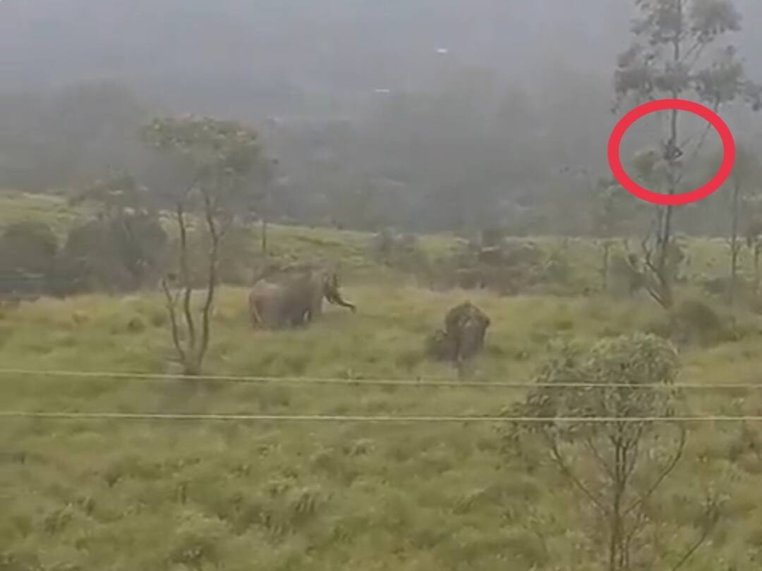 Watch Video : படையெடுத்த காட்டு யானைகள்.. பயத்தில் மணிக்கணக்கில் மரத்தில் தங்கியவர்.. பரபர வைரல் வீடியோ