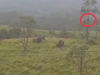 WATCH Kerala man stuck on tree for one and a half hour to escape wild elephants Watch Video : படையெடுத்த காட்டு யானைகள்.. பயத்தில் மணிக்கணக்கில் மரத்தில் தங்கியவர்.. பரபர வைரல் வீடியோ