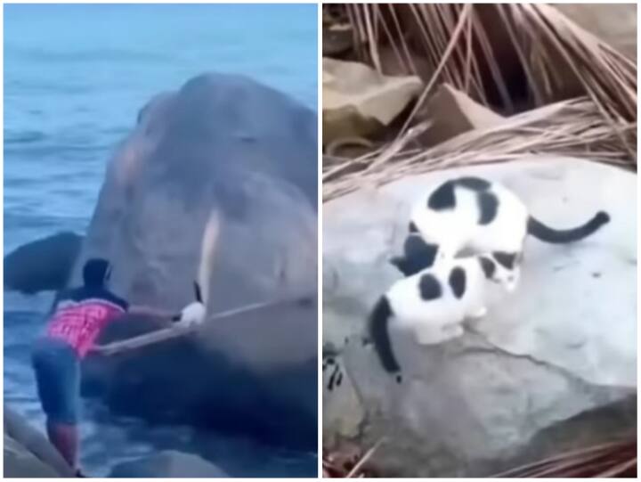 Video: शख्स ने की समुद्र किनारे फंसी बेबी कैट की मदद, वायरल हो रहा वीडियो man helped baby cat trapped between the stones on the beach Video: शख्स ने की समुद्र किनारे फंसी बेबी कैट की मदद, वायरल हो रहा वीडियो