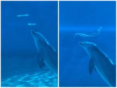 डॉल्फिन ने पानी के अंदर दिखाया कमाल का नजारा, सांस छोड़कर बनाया बबल रिंग