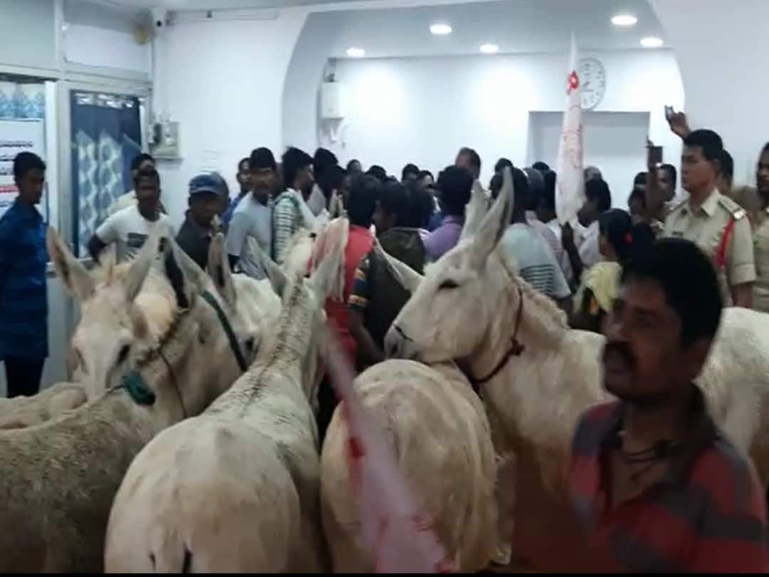 Kurnool News : రోజంతా మేత పెట్టలేదు, కర్నూలు మున్సిపల్ ఆఫీసులో గాడిదలతో నిరసన Kurnool municipal office washermen protest with donkeys demanding Dhobi ghats DNN Kurnool News : రోజంతా మేత పెట్టలేదు, కర్నూలు మున్సిపల్ ఆఫీసులో గాడిదలతో నిరసన