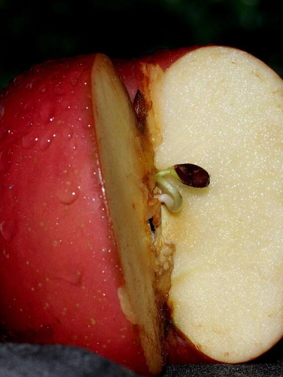 యాపిల్ గింజలు తింటే అంత ప్రమాదమా?