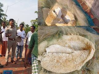 தங்கமும்.. தங்க மனசும்.. ரூ.50 கோடி மதிப்புள்ள ஆம்பர்க்ரிஸை ஒப்படைத்த மீனவர்கள்..