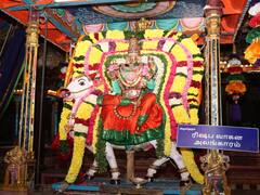 அண்ணாமலையார் கோவிலில்  ரிஷிப வாகனத்தில் காட்சியளிக்கும் அம்மன்!