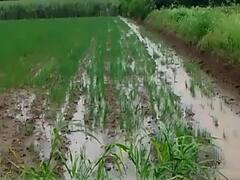 अतिवृष्टीमुळं बाधित मात्र निकषात न बसणाऱ्या शेतकऱ्यांना दिलासा, 755 कोटी रुपयांची मदत जाहीर