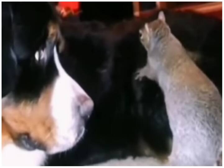 Video: ये दोस्ती हम नहीं तोड़ेंगे, कुत्ते की पीठ पर गिलहरी ने छुपाया अपना खाना squirrel hide food on dog back in viral video on social media Video: ये दोस्ती हम नहीं तोड़ेंगे, कुत्ते की पीठ पर गिलहरी ने छुपाया अपना खाना