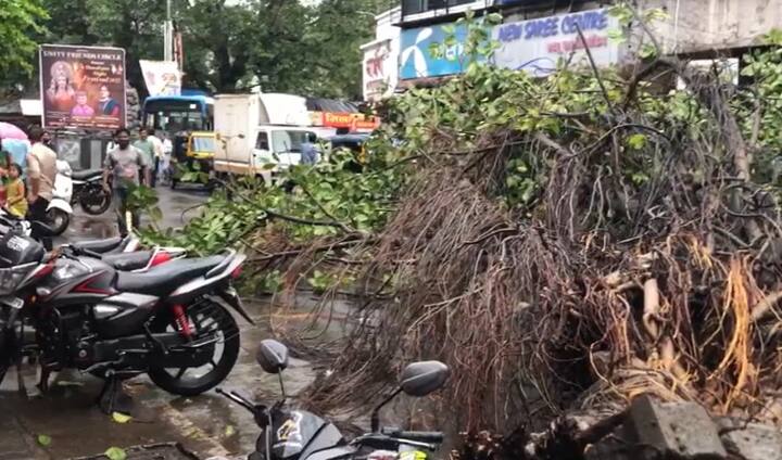 अचानक मुसळधार पाऊस पडल्याने अनेक ठिकाणी झाडपडीच्या घडना देखील घडल्या आहे.
