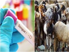 पटना में डेंगू के मामले बढ़ने के साथ बकरी के दूध की डिमांड भी बढ़ी, कीमत जानकर उड़ जाएंगे होश