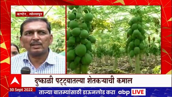 Solapur Papaya Farm :सेंद्रीय शेतीच्या माध्यमातून पपईची लागवड, शेतकऱ्यांनी मिळवलं 22 लाखांचं उत्पन्