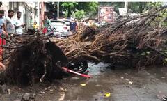 Pune rain : कुठे पाणी साचलं तर कुठे झाडं पडली; धो-धो पावसाने पुण्यात उडवली दाणादाण
