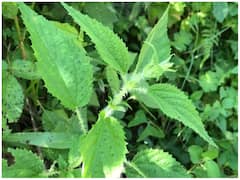 यहां बनाई जाती है बिच्छू की तरह डंक मारने वाले पौधे की सब्जी, क्लासिक डिश में है शुमार