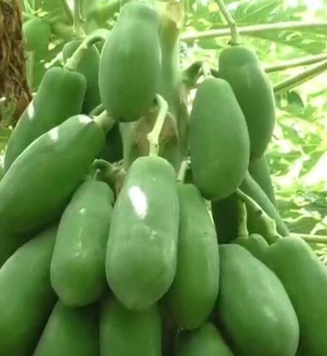 माळशिरसमध्ये सेंद्रिय पपई शेतीचा यशस्वी प्रयोग