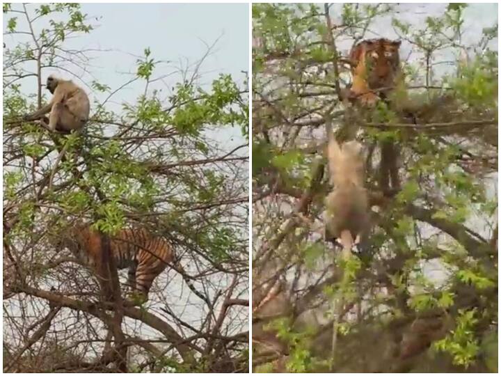Viral Video: शिकार करने पेड़ पर चढ़ा टाइगर, बंदर ने खेला ऐसा खेल शिकारी हो गया चारों खाने चित्त tiger clibs the tree to hunt smart monkey teaches him lesson and tiger falls down viral video on social media Viral Video: शिकार करने पेड़ पर चढ़ा टाइगर, बंदर ने खेला ऐसा खेल शिकारी हो गया चारों खाने चित्त
