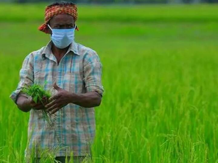 Chhattisgarh farmers will get third installment of Rajiv Gandhi Kisan Nyay Yojana on October 17 ANN Rajiv Gandhi Kisan Nyay Yojana: छत्तीसगढ़ के किसानों के लिए बड़ी खबर, अब इस तारीख को मिलेगी न्याय योजना की तीसरी किश्त