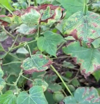 नंदूरबार जिल्ह्यात कापसावर लाल्या रोगाचा प्रादुर्भाव