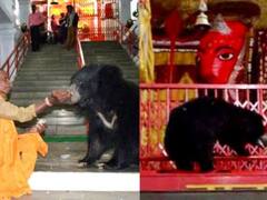 Weird: ਅਨੋਖਾ ਮੰਦਰ ਜਿੱਥੇ ਦੇਵੀ ਦੀ ਪੂਜਾ ਕਰਨ ਲਈ ਆਉਂਦਾ ਹੈ ਰਿੱਛ ਦਾ ਪੂਰਾ ਪਰਿਵਾਰ! ਮਾਂ ਦੀ ਆਰਤੀ ਦੇ ਨਾਲ ਛਕਦਾ ਹੈ ਪ੍ਰਸ਼ਾਦ