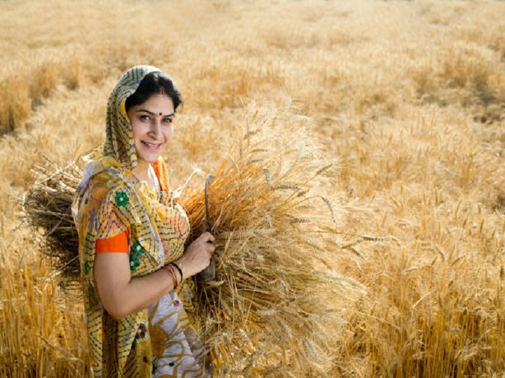 Wheat Cultivation Process & Precautions For Better Production In Ganga And Singhu Land Area | Wheat Cultivation: इस बार गेहूं की बंपर पैदावार दे सकते हैं ये इलाके, इन खास तरीकों से