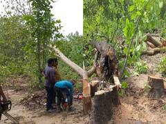 सूरजपुर: पीईकेबी कोल खदान की अनुमति रद्द करने के लिए NCP ने राष्ट्रपति को लिखा पत्र, वन विभाग पर लगाया आरोप