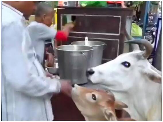 गोलगप्पे की शौकीन है गाय और उसका बछड़ा, चटकारे लेकर खाते Video वायरल गोलगप्पे की शौकीन है गाय और उसका बछड़ा, चटकारे लेकर खाते Video वायरल