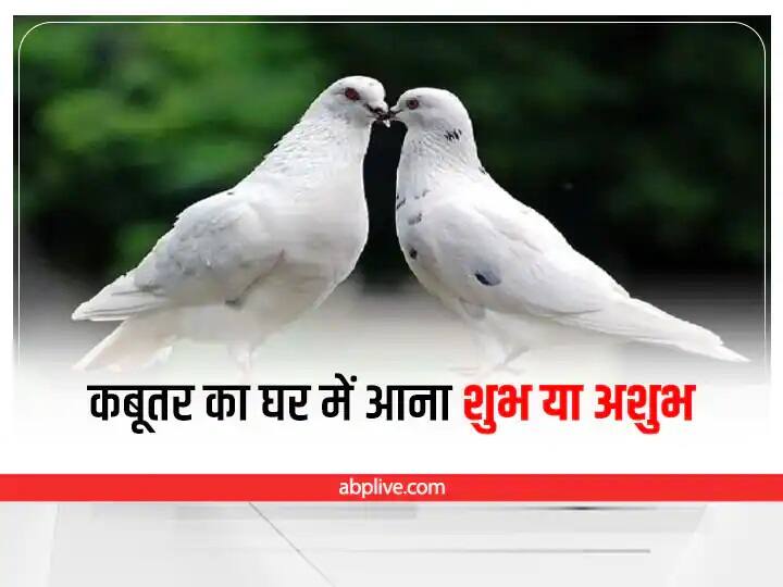 auspicious inauspicious sign about pigeon nest shubh ashubh sanket Shubh Ashubh Sanket: घर में कबूतर का घोंसला होना शुभ या अशुभ? मिलते हैं ये संकेत
