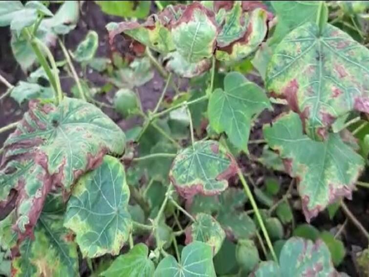 Outbreak of cotton blight in Nandurbar district, farmers worried Cotton News : नंदूरबार जिल्ह्यात कापसावर लाल्या रोगाचा प्रादुर्भाव, शेतकरी चिंतेत, उत्पादनात घट होणार