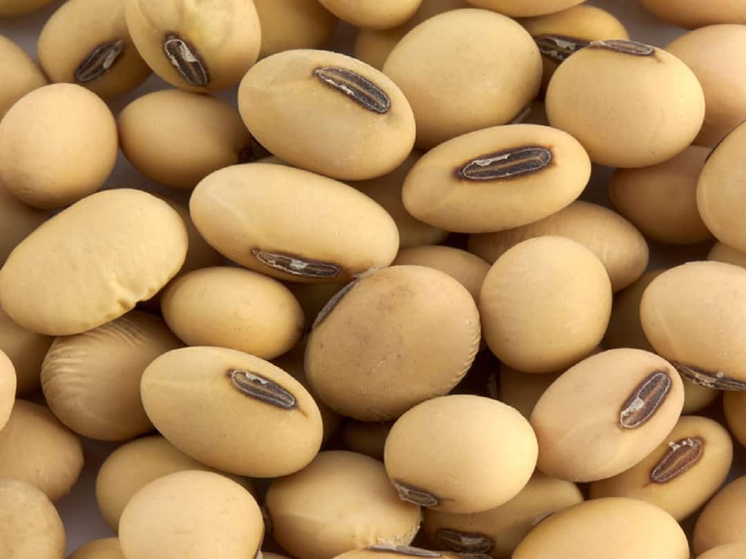 Soybean Price : सोयाबीनच्या दरात घसरण, 4 हजार 500 रुपयांचा दर मिळत असल्यानं शेतकरी चिंतेत, काढणीचा दरही वाढला Soybean Price News Fall in the price of soybeans, farmers are worried Soybean Price : सोयाबीनच्या दरात घसरण, 4 हजार 500 रुपयांचा दर मिळत असल्यानं शेतकरी चिंतेत, काढणीचा दरही वाढला