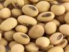 Soybean Price : सोयाबीनच्या दरात घसरण, 4 हजार 500 रुपयांचा दर मिळत असल्यानं शेतकरी चिंतेत, काढणीचा दरही वाढला