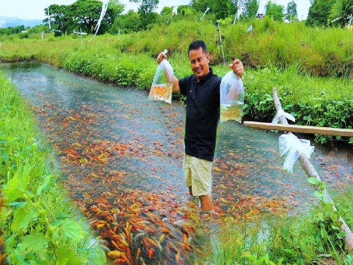 Government Offer Upto 60 pc subsidy for ornamental Fish farming Business under PMMSY Subsidy Offer: किसानों के लिये Good Luck लाएंगी रंगीन मछलियां, ये काम करने पर 60% सब्सिडी देगी सरकार