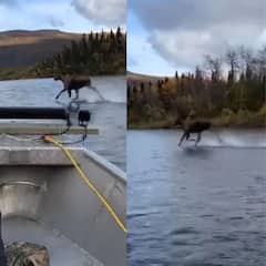 Viral Video: ਨਦੀ 'ਤੇ ਦੌੜਦਾ ਦੇਖਿਆ ਹਿਰਨ, ਵੀਡੀਓ ਦੇਖ ਕੇ ਅੱਖਾਂ 'ਤੇ ਨਹੀਂ ਹੋਵੇਗਾ ਯਕੀਨ