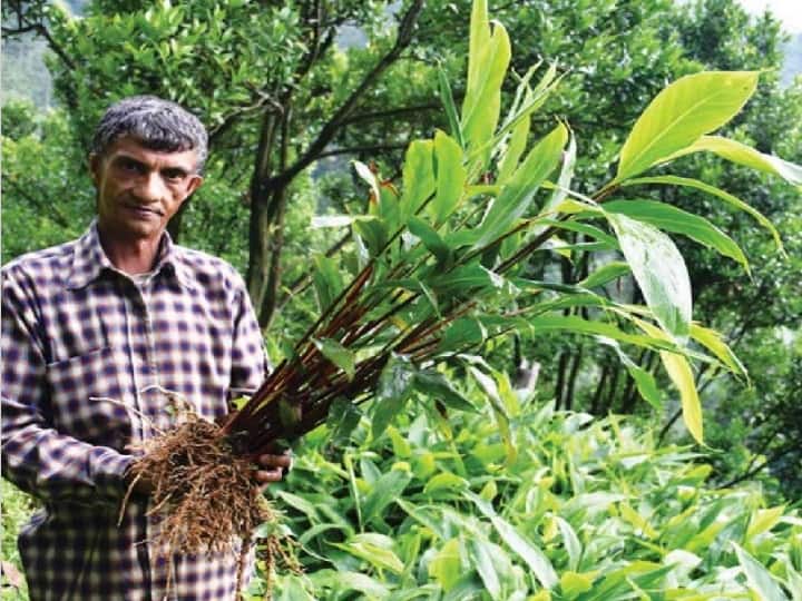 Big Cardamom Cultivation Process and earnings for farmers Cardamom Cultivation: किसानों के लिये इनकम बूस्टर का काम करेगी बड़ी इलायची, कम लागत में खेती कर पायें बंपर मुनाफा