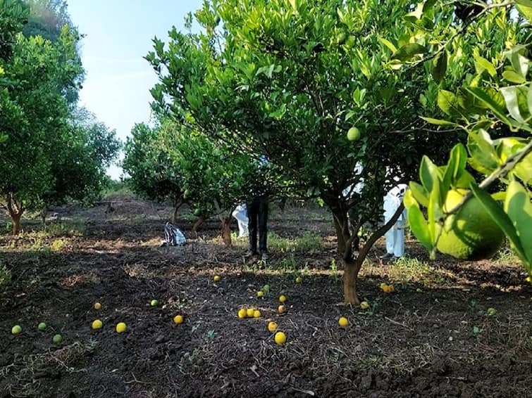 Mosambi producing farmers in Jalna district in distress  Mosambi News : मोसंबीच्या आगारातला शेतकरी संकटात, जालना जिल्ह्यात मोसंबीला फळगळीचा फटका, हेक्टरी एक लाखांची मदत देण्याची मागणी