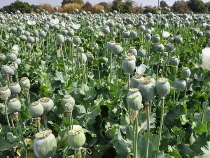 New Opium Policy 2022-23 released most crop is grown in Udaipur division ANN New Opium Policy: केंद्र सरकार ने जारी की नई अफीम नीति, लाइसेंस के लिए जानिए कौन किसान होंगे हकदार?