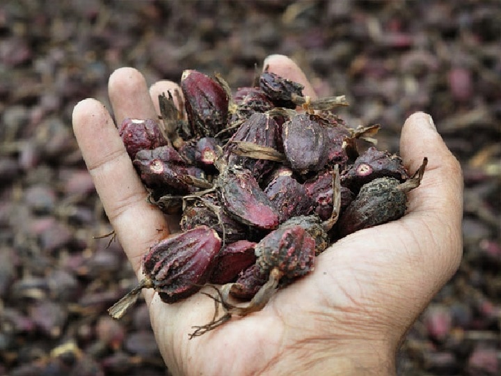 Cardamom Cultivation: किसानों के लिये इनकम बूस्टर का काम करेगी बड़ी इलायची, कम लागत में खेती कर पायें बंपर मुनाफा