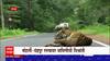 Chandrapur Tiger : मोहर्ली-चंद्रपूर रस्त्यावर वाघिणीची विश्रांती, ताडोबातील मधूचं मनमोहक रूप