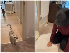 बिल्ली नहीं ये भूत है, मुखौटा पहने शख्स को देख उल्टे पैर भागी दो पालतू बिल्लियां