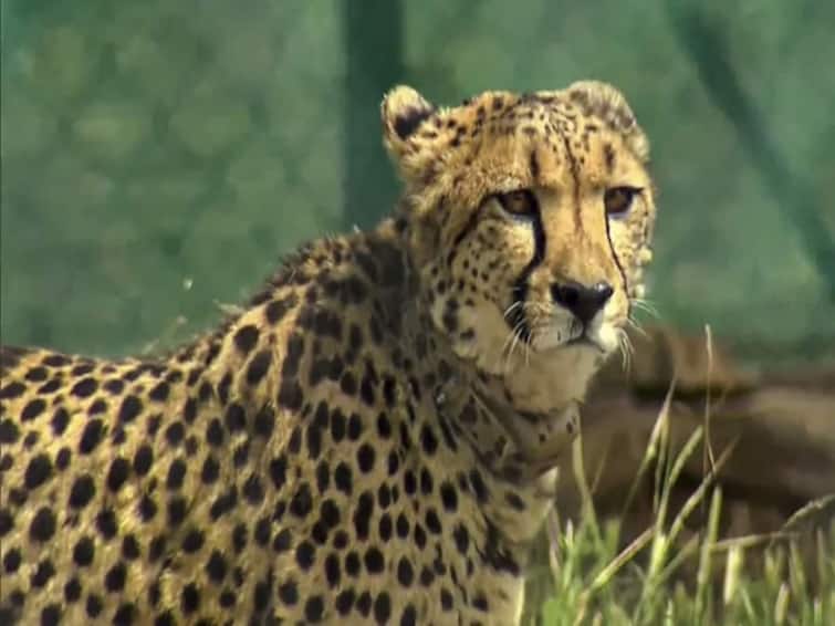 Aasha pregnant India may see birth of cheetah a first in 70 years 70 ஆண்டுகளுக்கு பிறகு இந்தியாவில் முதல் சிவிங்கி புலி.. பிரதமர் பெயரிட்ட ஆஷா சிறுத்தை கர்ப்பம்?
