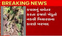 ભાવનગરઃ ખેડૂતોને લલચાવી આપી દીધું નકલી બિયારણ, કપાસનો પાક થઈ ગયો બરબાદ