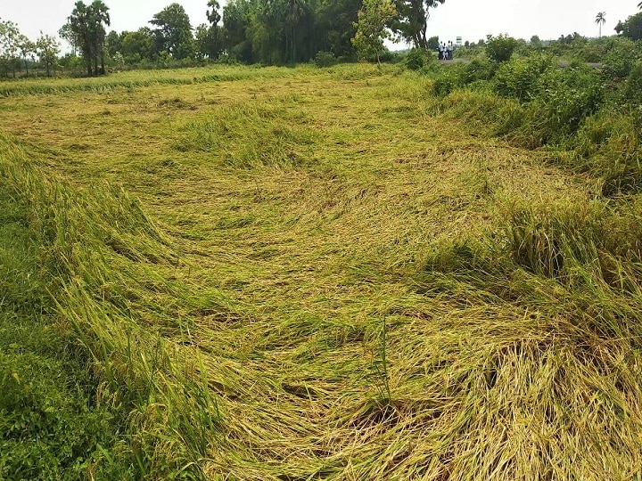 திருவாரூரில் மழையால் பாதிக்கப்பட்ட நெற்பயிர்கள் -  கணக்கெடுப்பு நடத்த ஆட்சியர் உத்தரவு