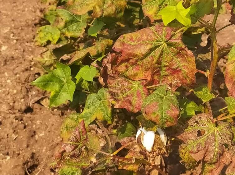 Gujarat Agriculture News: Due to fake cotton seed farmers of Bhavnagar district worried Gujarat Agriculture News: સૌરાષ્ટ્રના આ જિલ્લામાં નકલી બિયારણે ખેડૂતોને રાતા પાણીએ રડાવ્યા, કપાસના પાકમાં મોટું નુકસાન