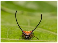 Spider with Horn: क्या सींग वाली मकड़ी के काटने से हो सकती है मौत? यहां जाने कितनी खतरनाक होती है यह!