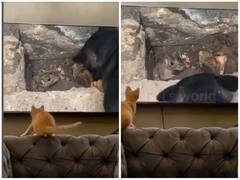 चूहे को निशाना बनाना बिल्ली को पड़ा भारी, छलांग लगाते ही लगी जोरदार चोट