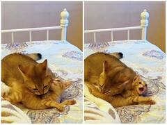 पागलों की तरह मां ने किया प्यार, बेबी कैट की हुई हालत खराब