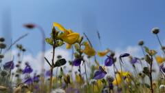 Maharashtra : पाचगणीत निसर्गातील अप्रतिम आणि आकर्षक फुलांचा नजारा