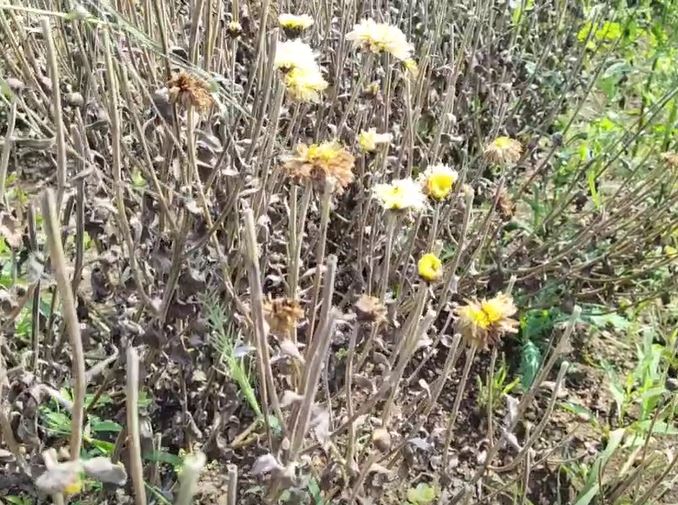 Flower Farmers : पावसामुळं अहमदनगर जिल्ह्यातील फुल शेतीचं नुकसान, सणासुदीच्या मुहूर्तावर शेतकऱ्यांना फटका