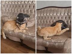 प्यार में रैकून ने की जान लेने की कोशिश, बिल्ली ने अंत में ऐसे सिखाया सबक