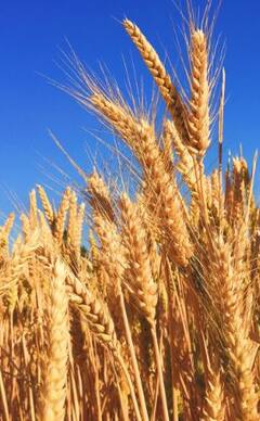 Photo : सणासुदीच्या मुहूर्तावर गव्हाच्या किंमतीत तीन टक्क्यांची वाढ